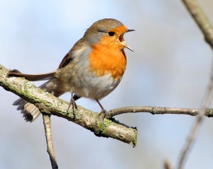 Singing Bird